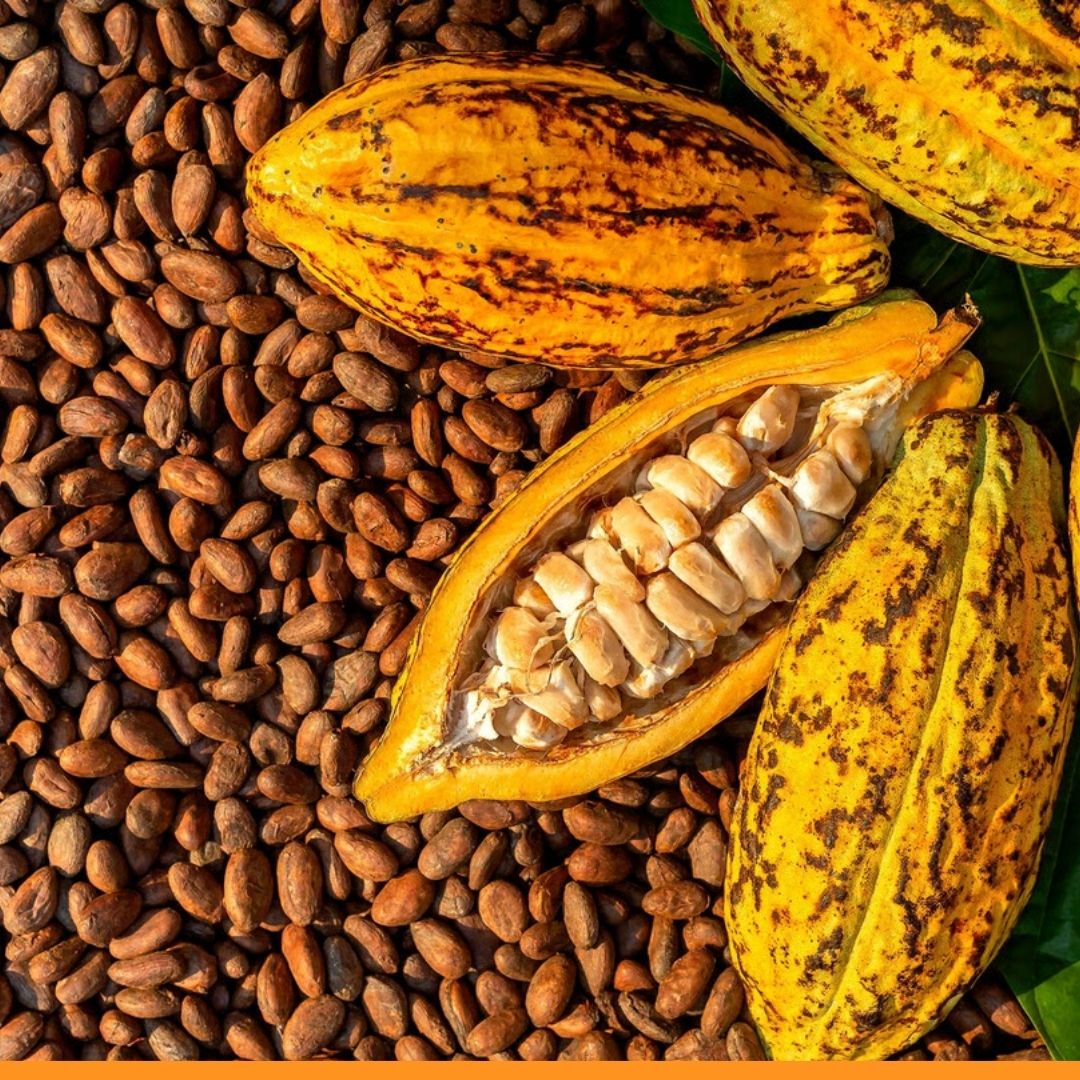 Cacao Premium