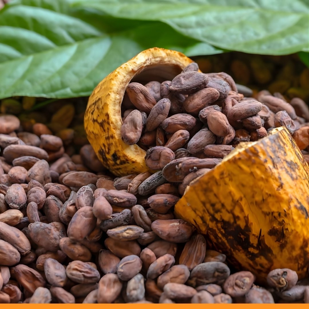 Fèves de cacao d’Afrique de l’Ouest
