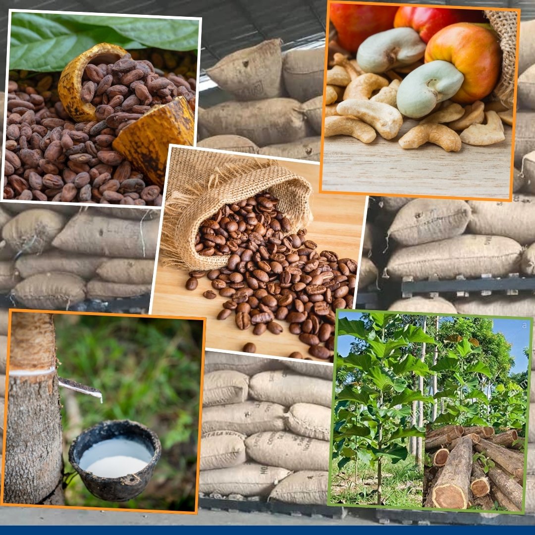 ETSBON AK.GROUPE, exportation de café, cacao, cajou, teck et hévéa