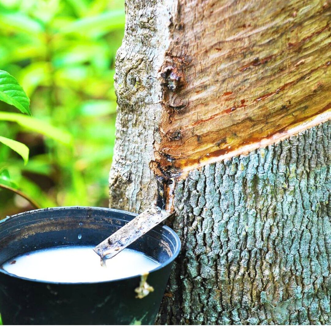 Hévéa - Caoutchouc Naturel
