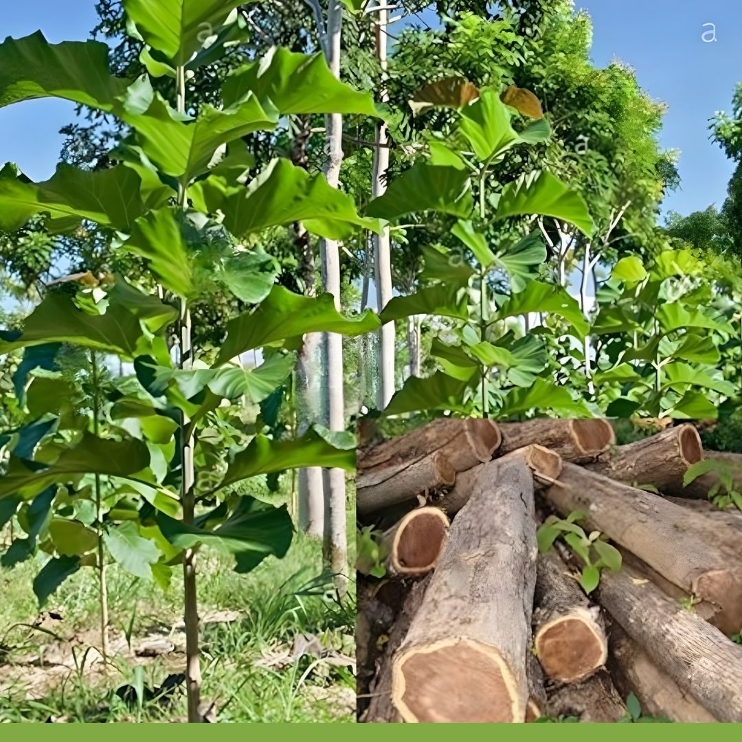 Bois de teck pour construction et ameublement